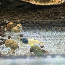 Load image into Gallery viewer, Blue Steel Shrimp (Caridina cf Cantonesis)
