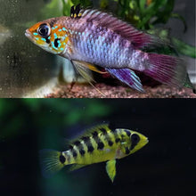 Load image into Gallery viewer, Apistogramma D37/A. sp. ‘Kiemenfleck
