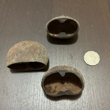 Load image into Gallery viewer, Palmyrah Pod - Amazing natural spawning cave
