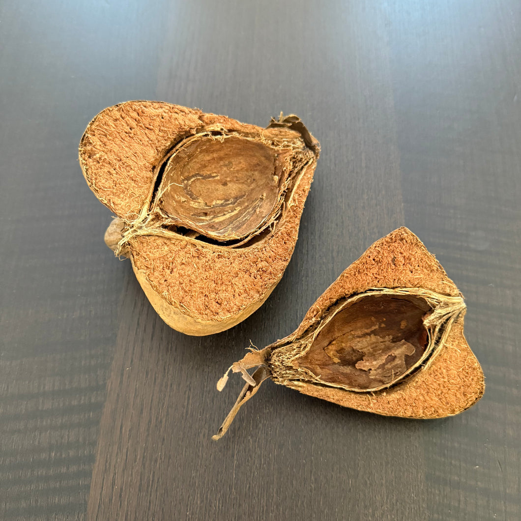Sea Mango Seed Pods (Cerbera Odollam)