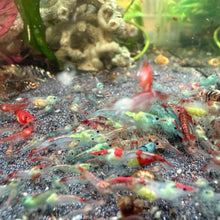 Load image into Gallery viewer, Red Blue Rili (Spider Man) Neocaridina
