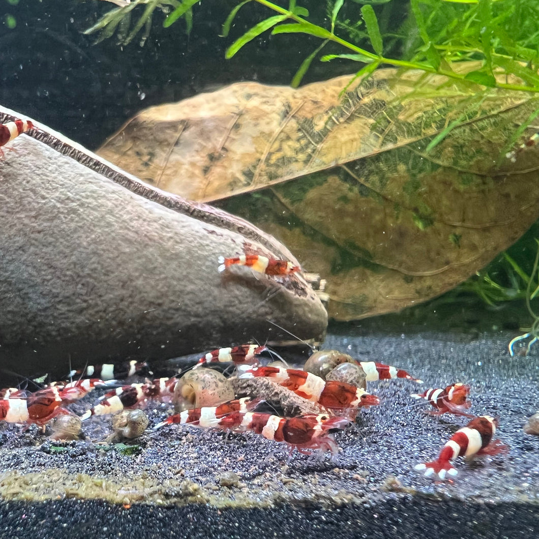 Wine Red Panda (Caridina cf Cantonesis)