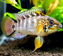 Load image into Gallery viewer, Apistogramma D37/A. sp. ‘Kiemenfleck
