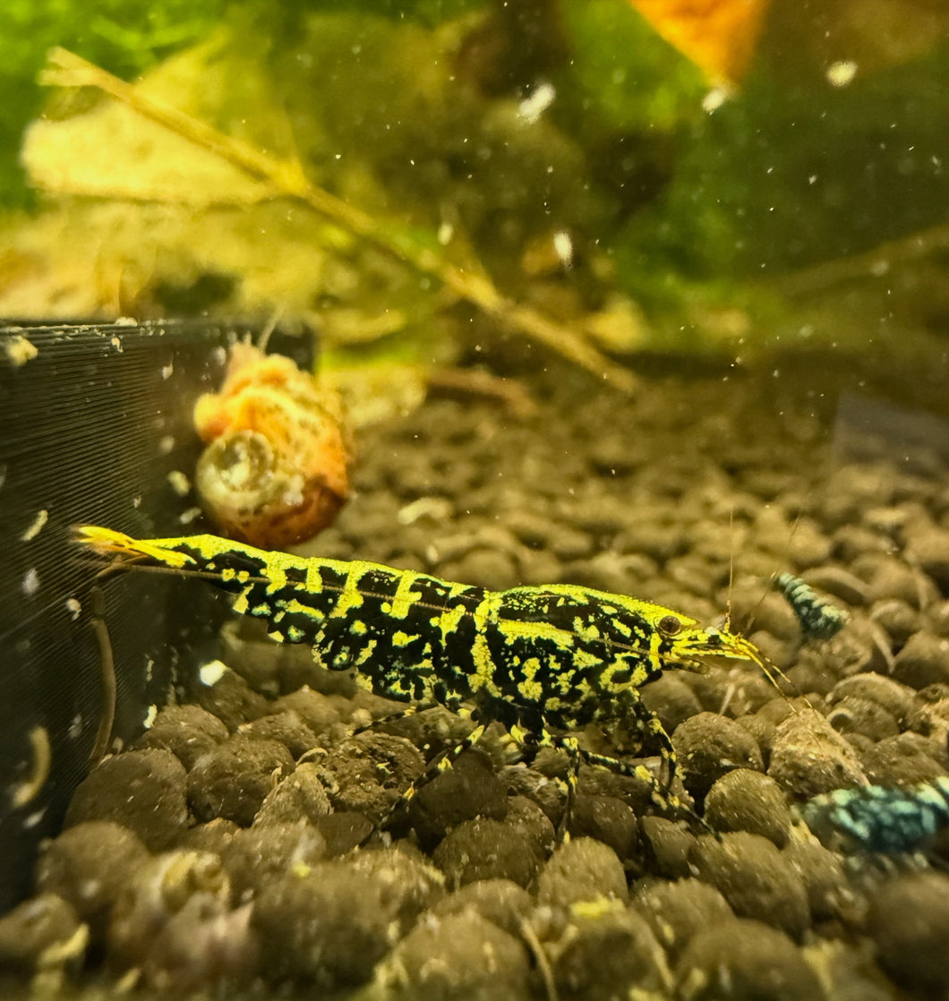 Black Galaxy Fishbone SNF