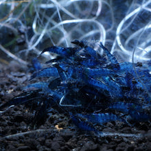 Load image into Gallery viewer, Blue Dream Neocaridina Shrimp
