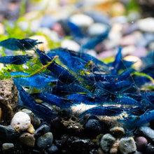 Load image into Gallery viewer, Blue Dream Neocaridina Shrimp
