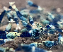 Load image into Gallery viewer, Ocean Blue Shrimp (Caridina cf Cantonesis)
