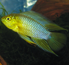 Load image into Gallery viewer, Apistogramma Borellii Yellow Blue
