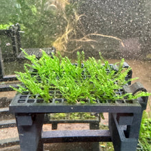 Load image into Gallery viewer, Spiky Moss (Taxiphyllum sp.)
