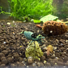 Load image into Gallery viewer, Mosura Blue Bolt (Caridina cf Cantonesis)
