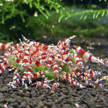 Load image into Gallery viewer, CRS (CRYSTAL RED) NEO PARRAMETERS!!
