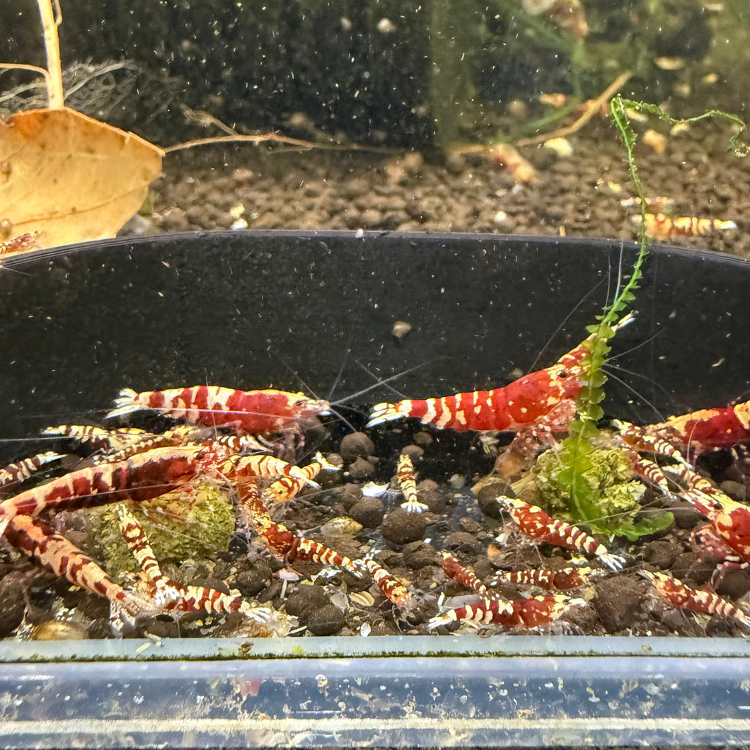 Red Galaxy Tiger