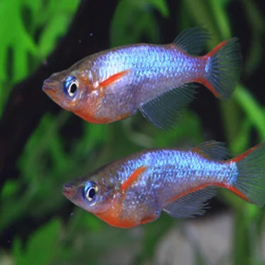 DAISY'S BLUE RICE FISH (Oryzias woworae) – Blackwater Aquariums