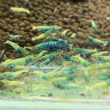 Load image into Gallery viewer, Blue Steel Shrimp Extra Blue (Caridina cf Cantonesis)
