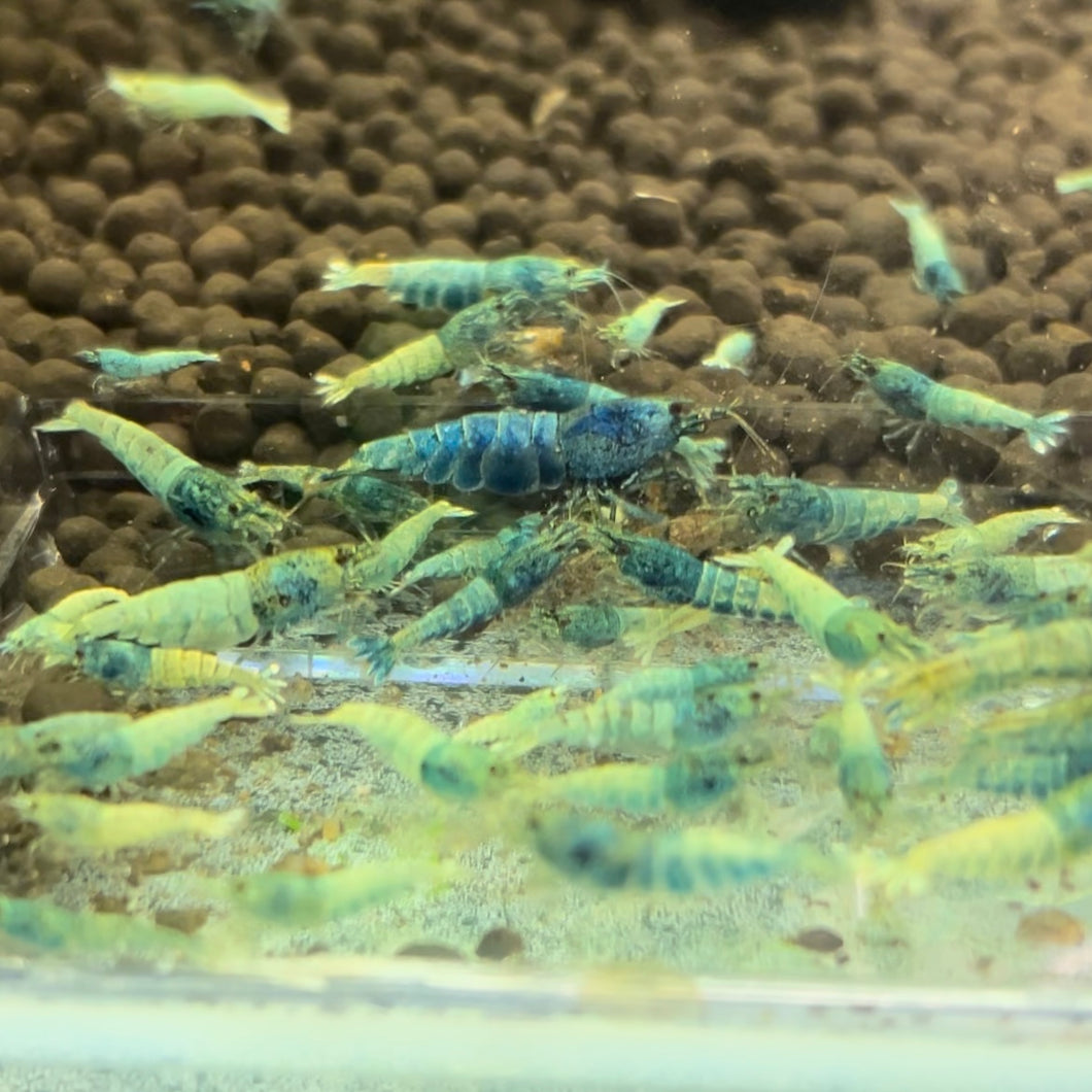 Blue Steel Shrimp Extra Blue (Caridina cf Cantonesis)