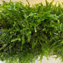 Load image into Gallery viewer, Spiky Moss (Taxiphyllum sp.)
