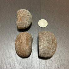 Load image into Gallery viewer, Palmyrah Pod - Amazing natural spawning cave
