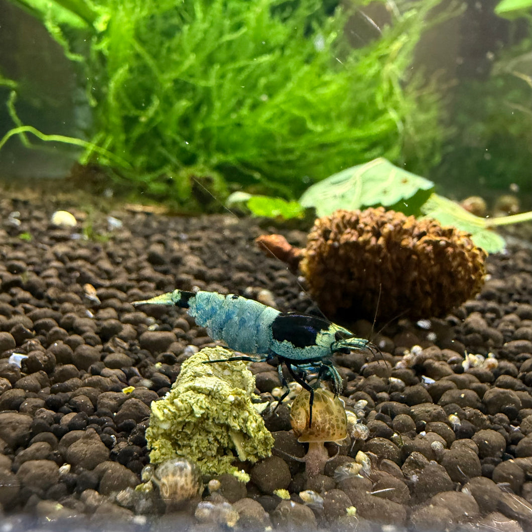 Mosura Blue Bolt (Caridina cf Cantonesis)