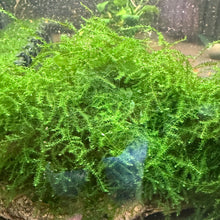 Load image into Gallery viewer, Weeping Moss (Vesicularia ferriei)
