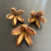 Load image into Gallery viewer, Crows Ash Pods - (Pods will come intact makes 12/15 segments)
