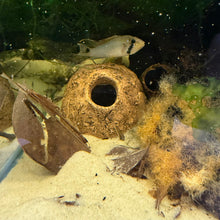 Load image into Gallery viewer, Fishfinatix Ceramic Cave -Great for cave spawning Dwarf Cichlids-
