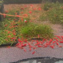 Load image into Gallery viewer, Fire Red Neocaridina Shrimp
