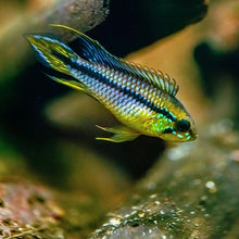 Load image into Gallery viewer, Apistogramma cf. Agassizii Netz/Net (Alenquer)
