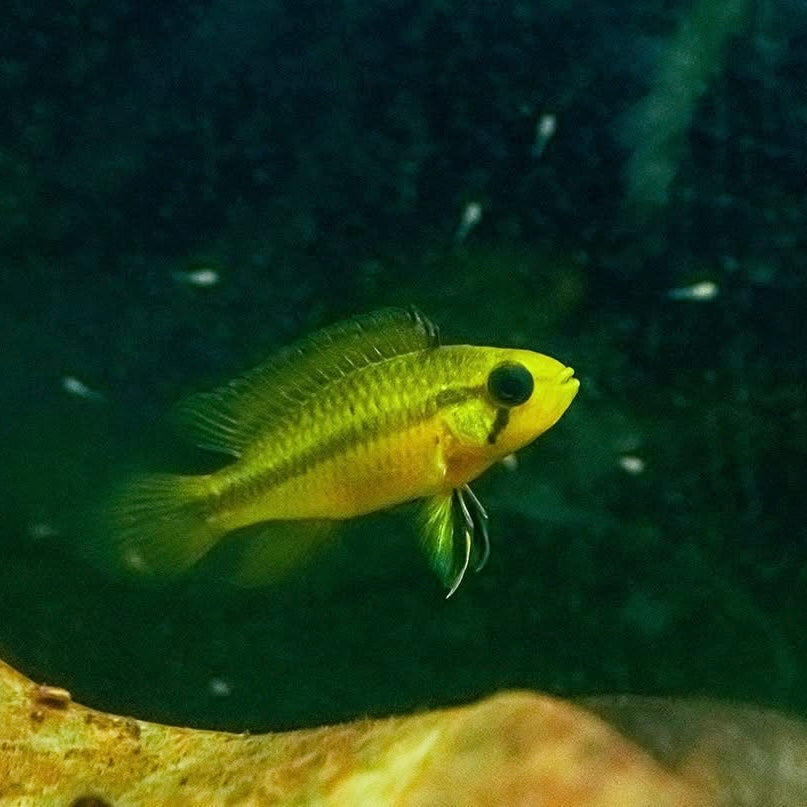 Apistogramma cf. Agassizii Netz/Net (Alenquer)