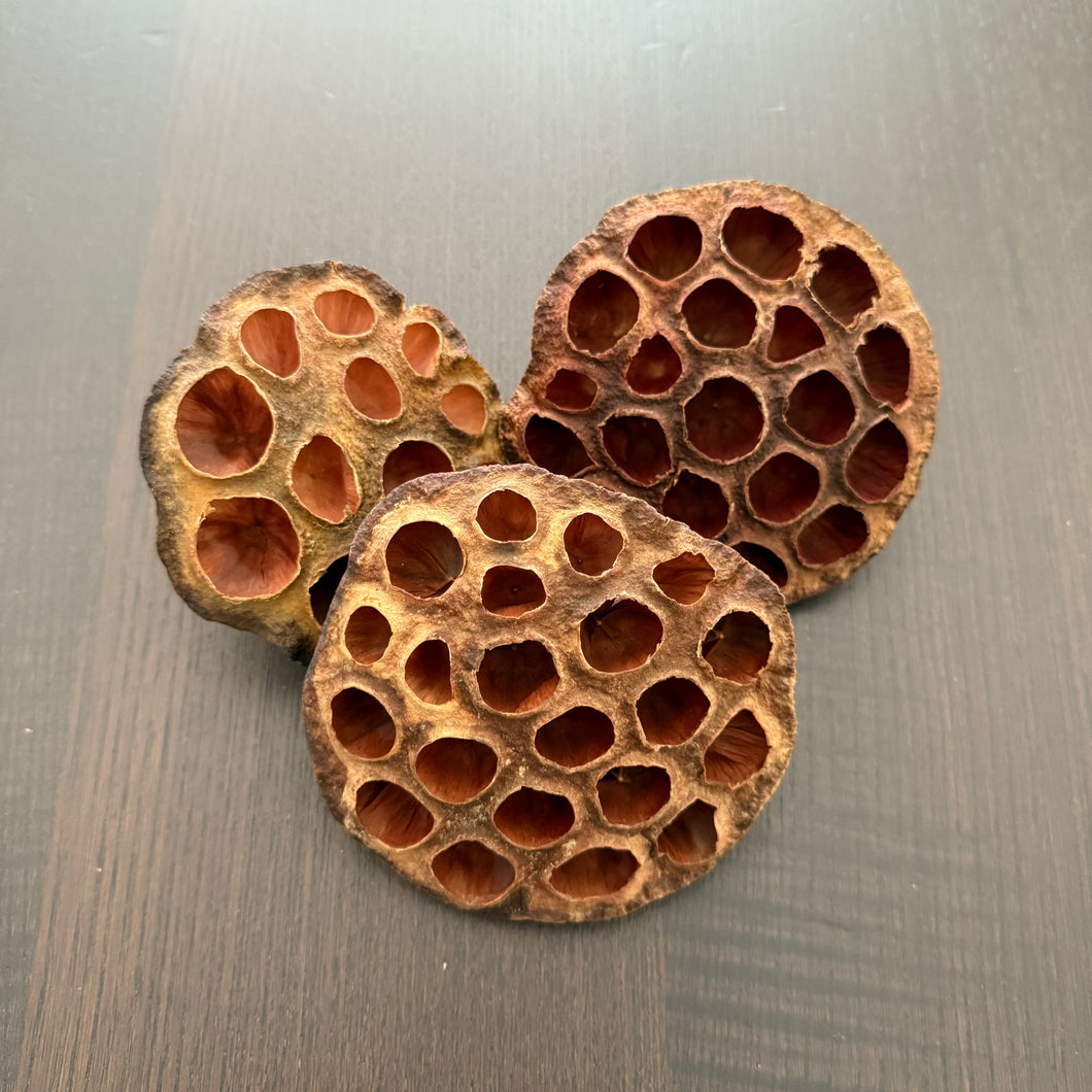 Lotus seed pod XXL