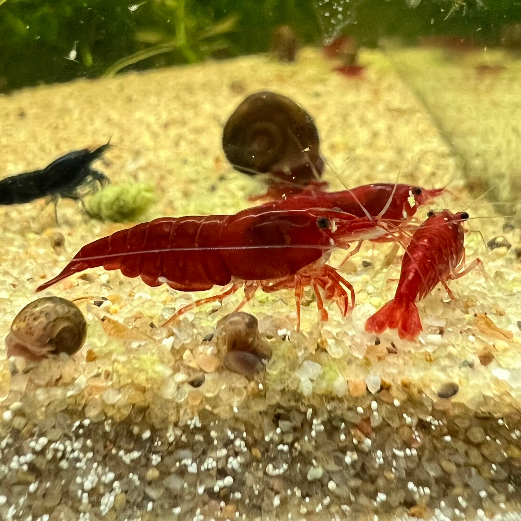 Fire Red Cherry Shrimp - 10+1 Live Freshwater Neocaridina - Beginner Friendly