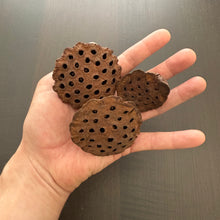 Load image into Gallery viewer, Lotus seed pod mini  -3pcs-
