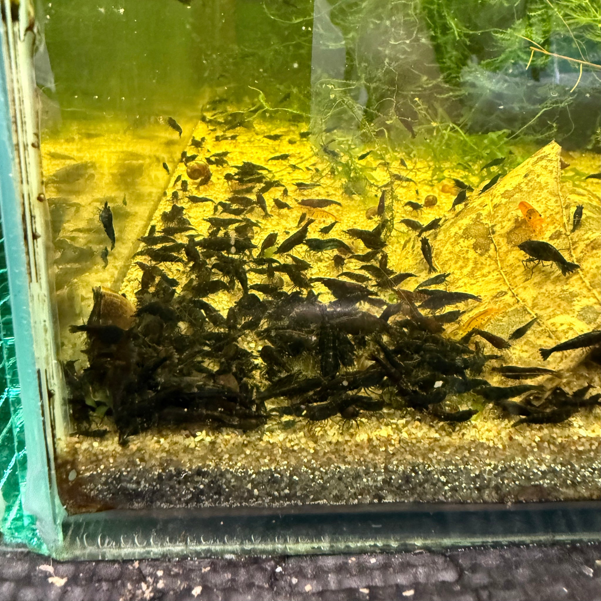 Black Neocaridina Shrimp – Blackwater Aquariums