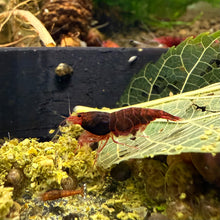 Load image into Gallery viewer, Red King Kong (Caridina cf Cantonesis)
