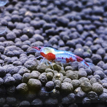 Load image into Gallery viewer, Red Blue Rili (Spider Man) Neocaridina
