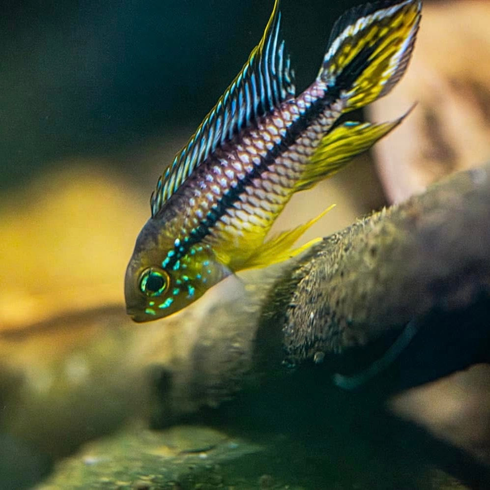 Apistogramma cf. Agassizii Netz/Net (Alenquer)