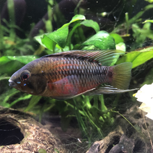 Load image into Gallery viewer, Apistogramma Hongsloi Blue
