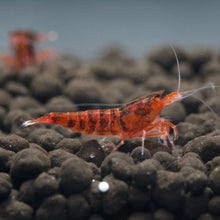 Load image into Gallery viewer, Red King Kong (Caridina cf Cantonesis)

