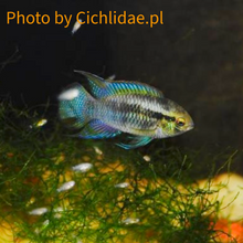 Load image into Gallery viewer, Laetacara Flamannellus (Very rare)
