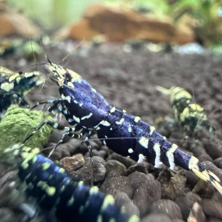 Purple Metallic Galaxy Tiger