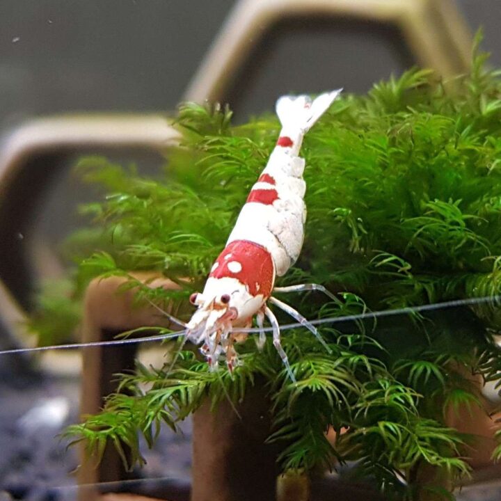 PRL (Crystal Red)