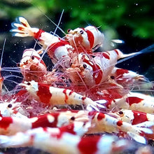 Load image into Gallery viewer, PRL (Crystal Red)

