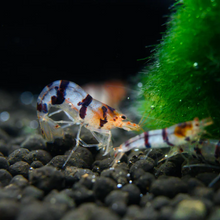 Load image into Gallery viewer, Racoon Tiger (Caridina mariae) NEO PARRAMETERS!!
