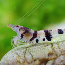 Load image into Gallery viewer, Racoon Tiger (Caridina mariae) NEO PARRAMETERS!!
