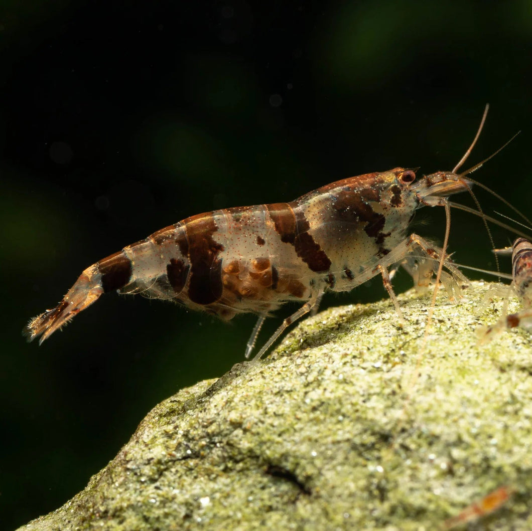 Racoon Tiger (Caridina mariae) NEO PARRAMETERS!!