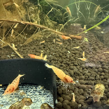 Load image into Gallery viewer, Red Steel Shrimp (Caridina cf Cantonesis)

