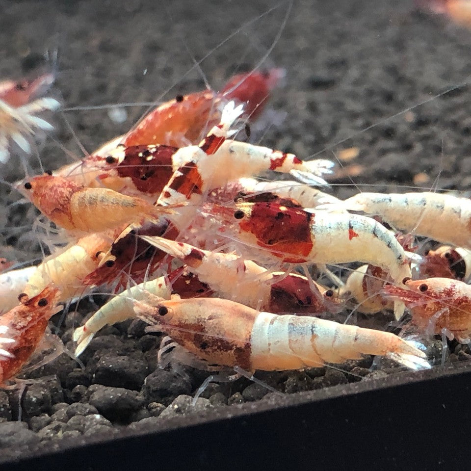 Red Steel Shrimp (Caridina cf Cantonesis)