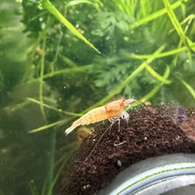 Load image into Gallery viewer, Red Steel Shrimp (Caridina cf Cantonesis)
