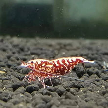 Load image into Gallery viewer, Red Galaxy Fishbone
