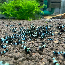 Load image into Gallery viewer, Shadow Panda (Caridina cf Cantonesis)
