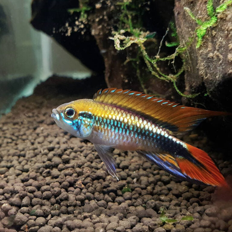 Apistogramma Agassizii